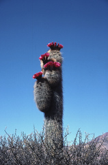 Trichocereus tarijensis