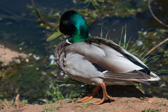 Anas platyrhynchos