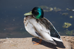 Anas platyrhynchos