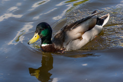 Anas platyrhynchos