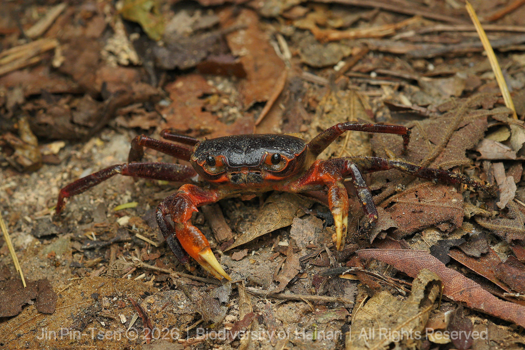 Neotiwaripotamon jianfengense