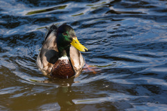 Anas platyrhynchos
