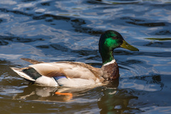 Anas platyrhynchos
