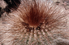 Trichocereus tarijensis
