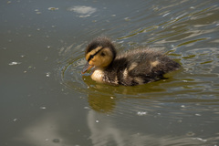Anas platyrhynchos