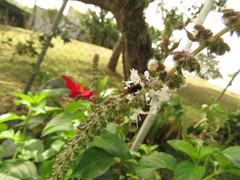 Scaptotrigona mexicana