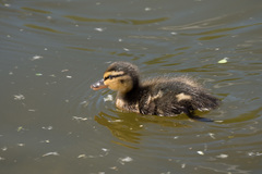 Anas platyrhynchos