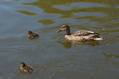 Anas platyrhynchos