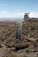 Trichocereus tarijensis