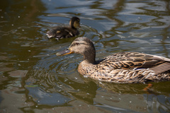 Anas platyrhynchos