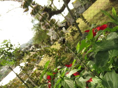 Scaptotrigona mexicana