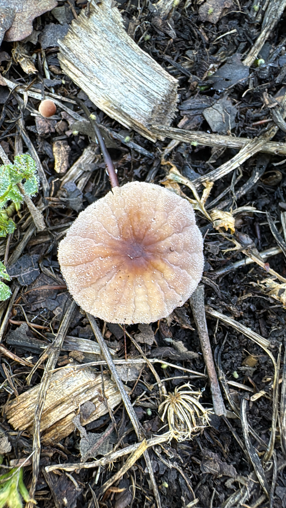 Sicci