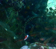 Dunckerocampus dactyliophorus