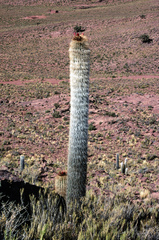 Trichocereus tarijensis