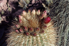Trichocereus tarijensis