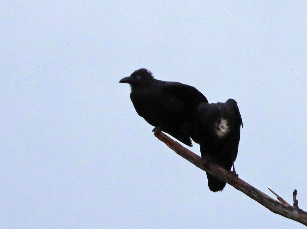 Gagak orru (Corvus orru)