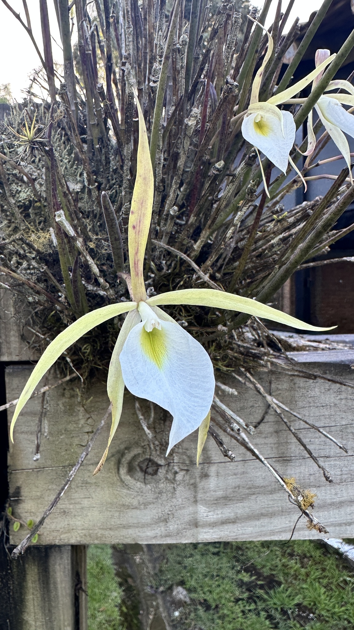 Imagem de Orquídea Cebolinha