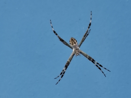 Silver Garden Orbweaver