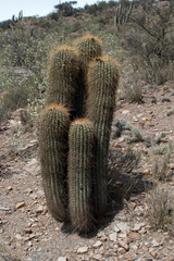 Trichocereus tarijensis