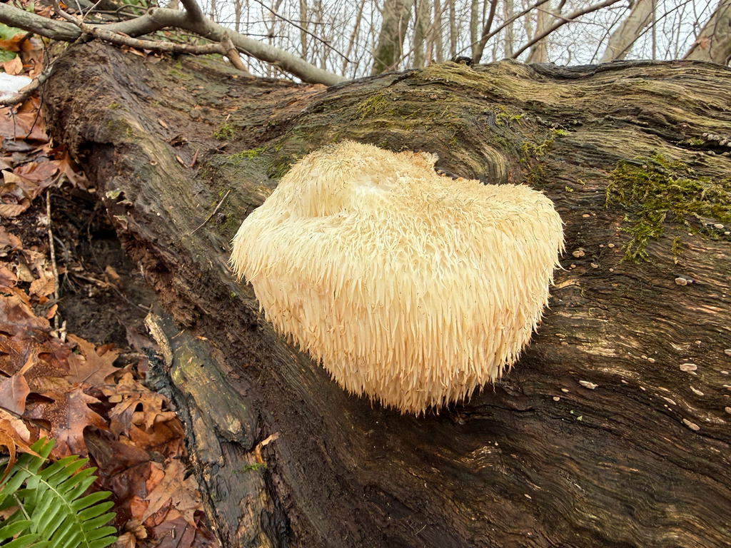 Hericium erinaceus · January 2026 · photo: © wildrollo (iNaturalist, cc-by)