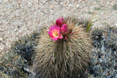 Trichocereus tarijensis