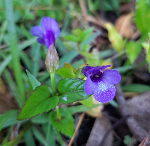 Torenia concolor, 2026-01-08