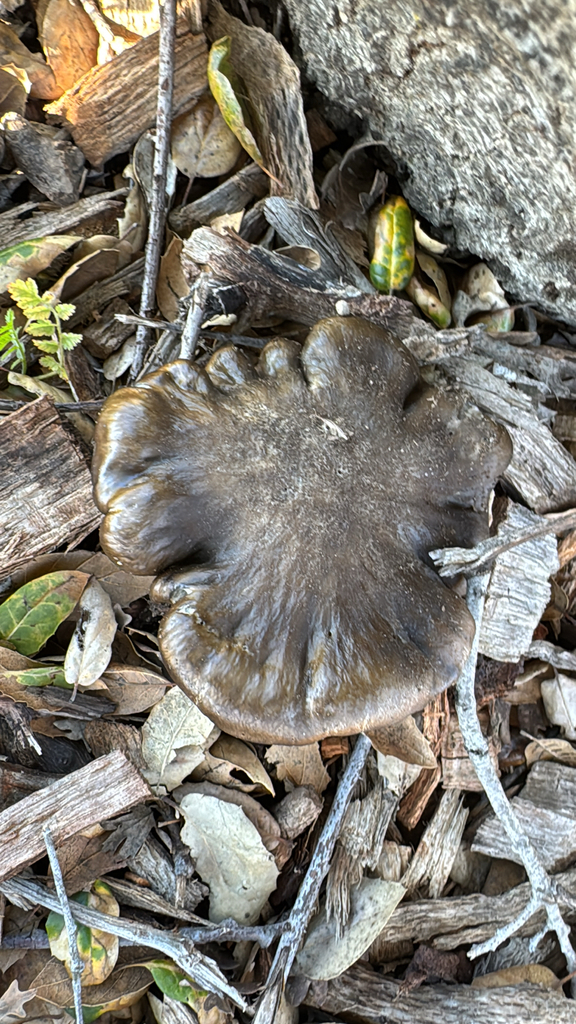 Entoloma ferruginans · January 2026 · photo: © natureenthusiast_elle (iNaturalist, cc-by-nc)