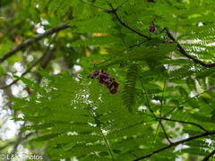Jacaranda hesperia, photograph author not stated, no rights reserved