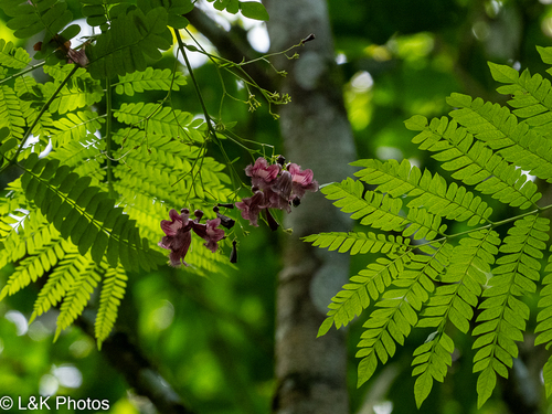 Jacaranda hesperia