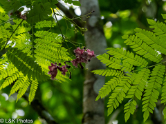 Jacaranda hesperia