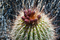 Trichocereus tarijensis