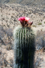 Trichocereus tarijensis