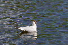 Chroicocephalus ridibundus