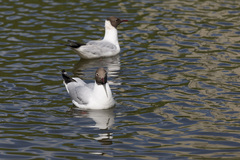 Chroicocephalus ridibundus