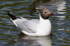 Chroicocephalus ridibundus
