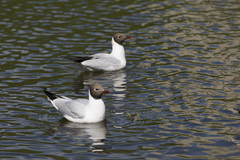 Chroicocephalus ridibundus