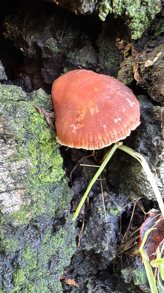 Gymnopus brassicolens · January 2026 · photo: © natureenthusiast_elle (iNaturalist, cc-by-nc)