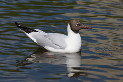 Chroicocephalus ridibundus