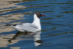 Chroicocephalus ridibundus