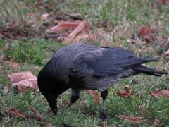 Corvus cornix × corone