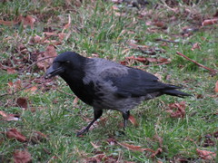 Corvus cornix × corone