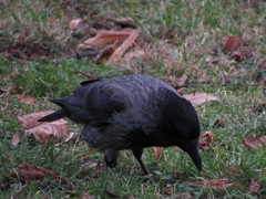 Corvus cornix × corone