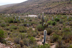Trichocereus tarijensis
