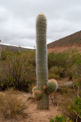 Trichocereus tarijensis