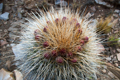 Trichocereus tarijensis