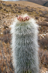 Trichocereus tarijensis