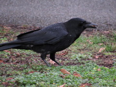 Corvus corone