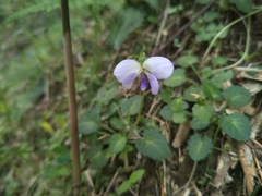 Viola nagasawae