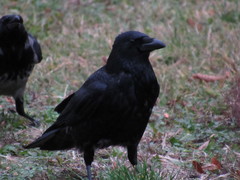 Corvus corone