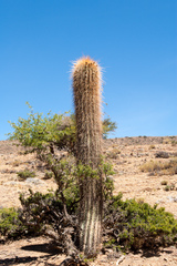 Trichocereus tarijensis
